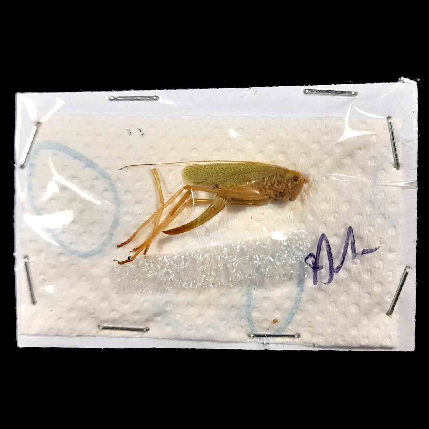 Tibet Tettigoniidae sp. 29mm Katydid Tettigoniidae Leg with